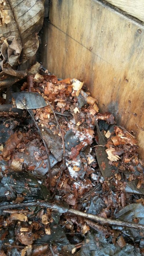 pengomposan serutan kayu