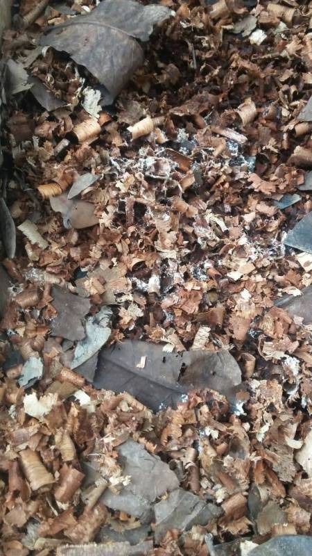 pengomposan serutan kayu promi