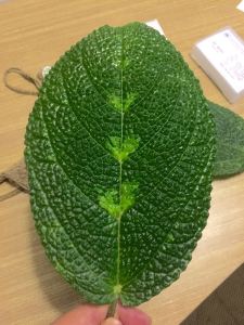 daun gatal obat tradisional papua