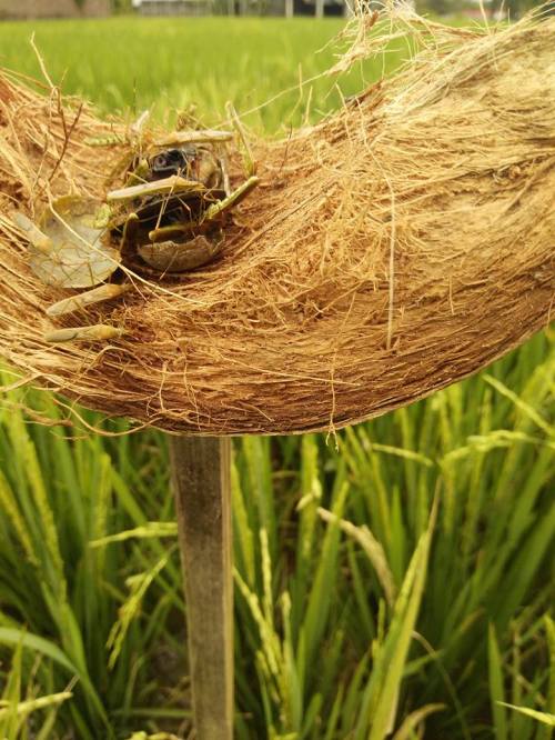 umpan serangga alami