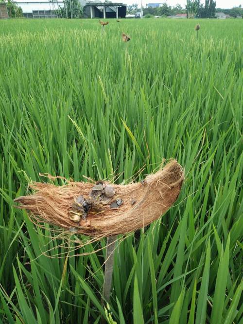 umpan serangga alami