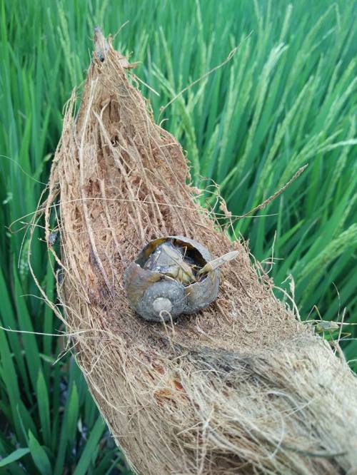 umpan serangga alami