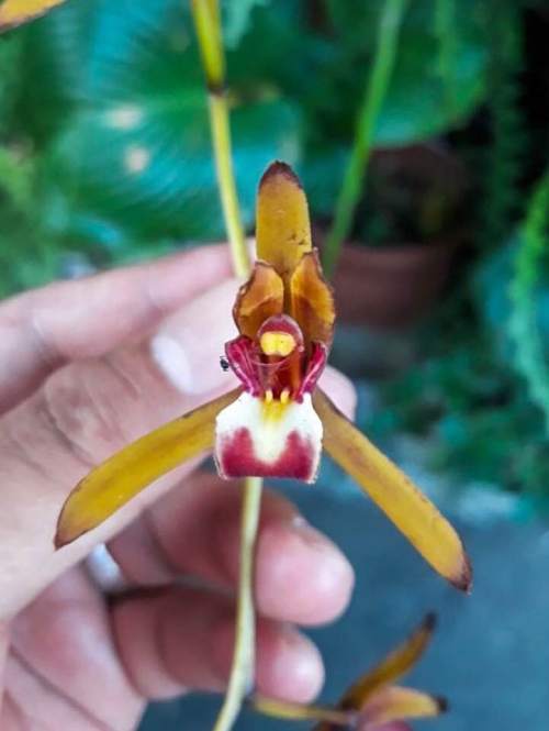 Cymbidium finlaysonianum, Anggrek Spesies