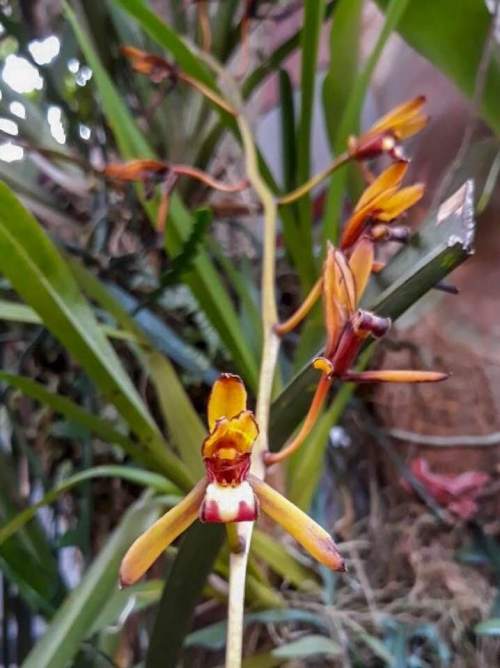 Cymbidium finlaysonianum, Anggrek Spesies