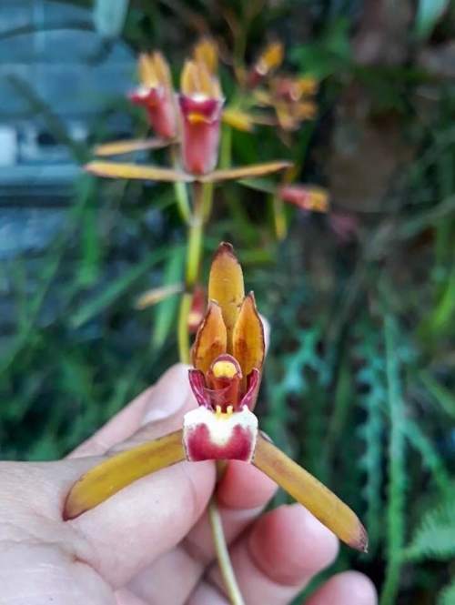 Cymbidium finlaysonianum, Anggrek Spesies