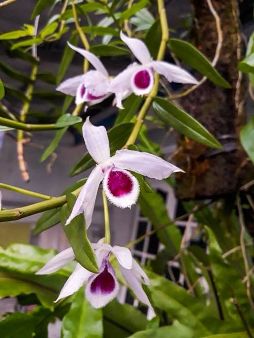 Dendrobium anosmum var. semi alba