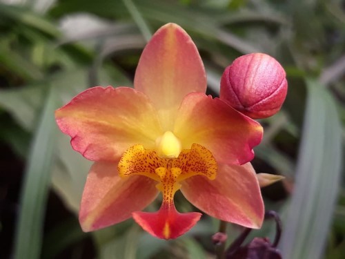 Anggrek Spesies, anggrek tanah