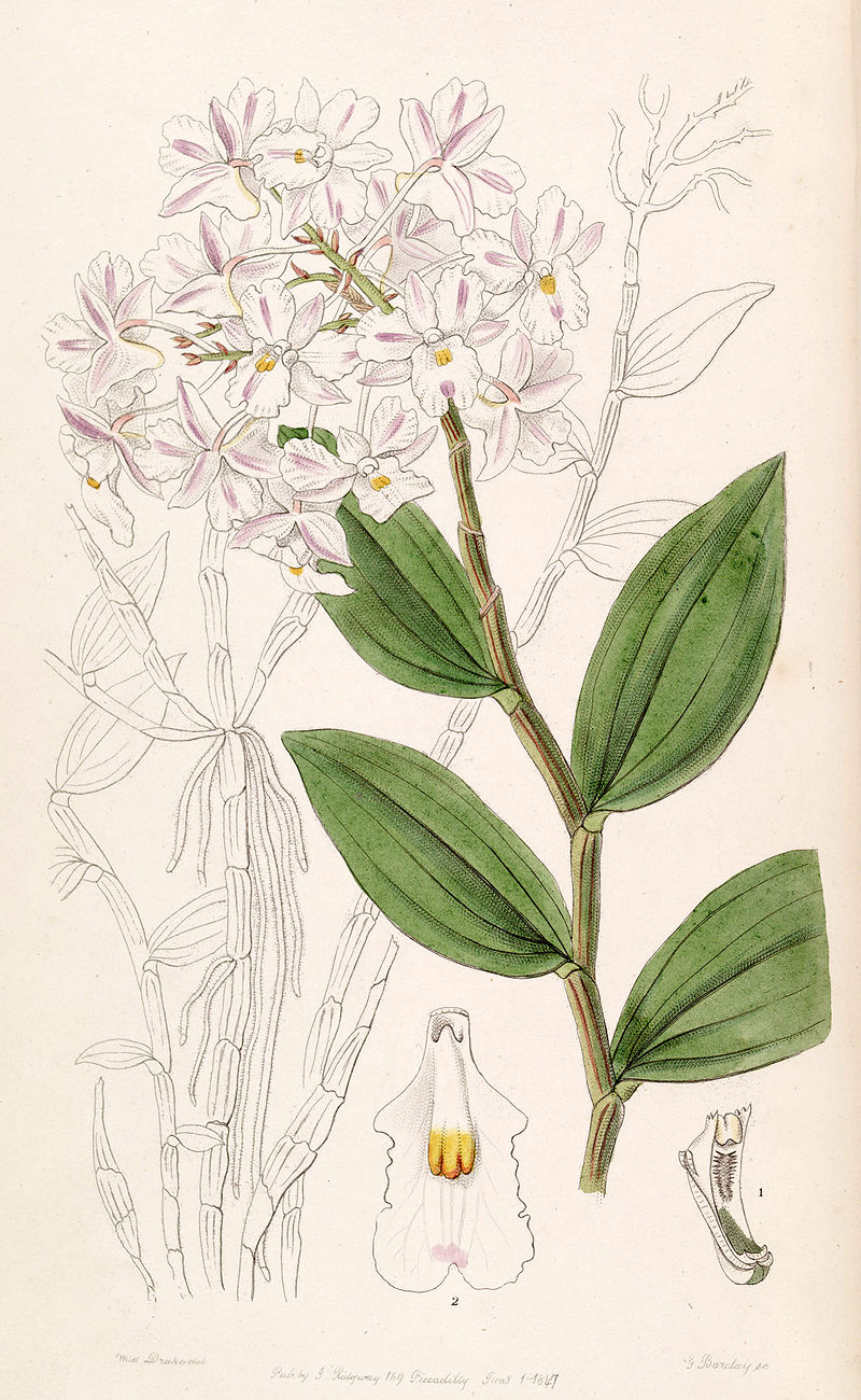 Dendrobium mutabile (Blume) Lindl. 1830
