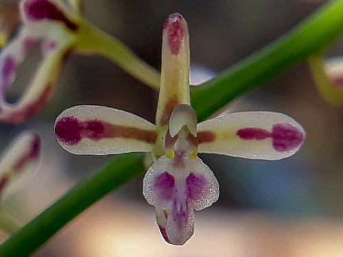 Anggrek species Acriopsis javanica