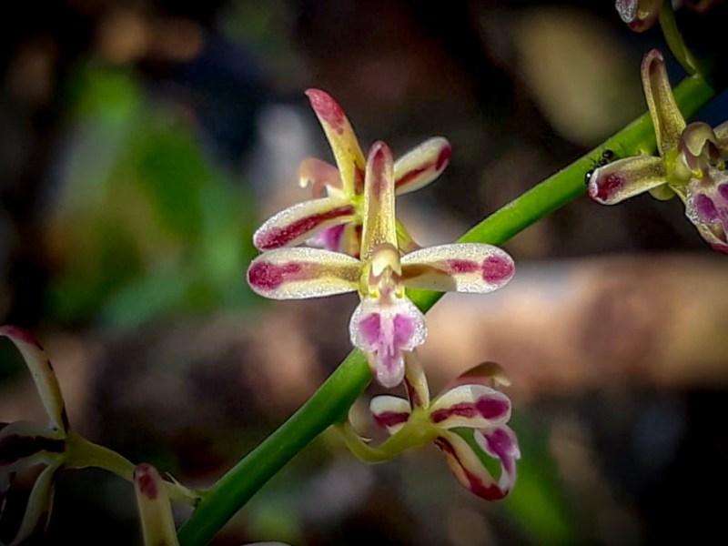 Foto detail dari satu kuntum anggrek species Acriopsis javanica. Asal dari Gunung Wungkal, Pati, Jawa Tengah.