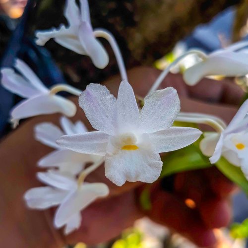 anggres spesies dendrobium gunung salak