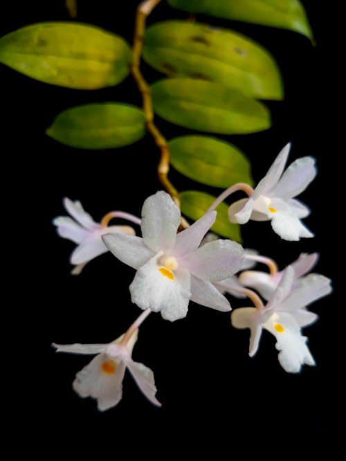 anggres spesies dendrobium gunung salak
