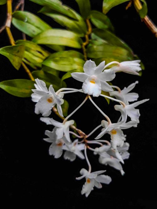 anggres spesies dendrobium gunung salak