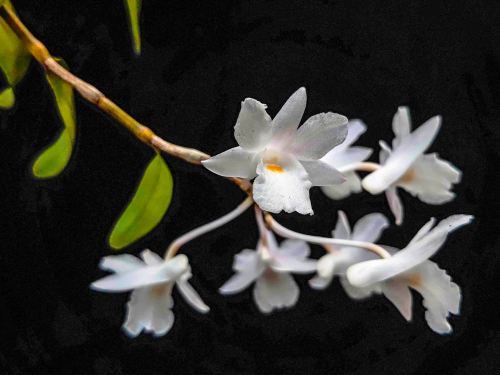 anggres spesies dendrobium gunung salak