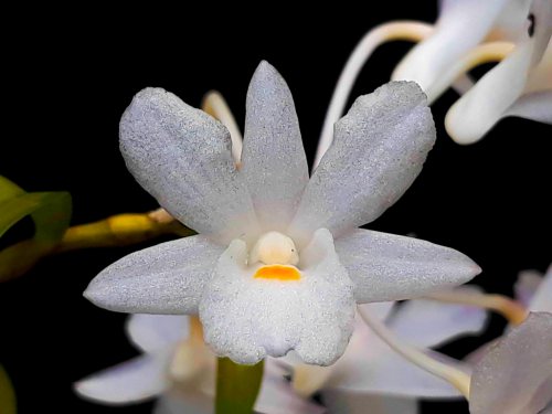 anggres spesies dendrobium gunung salak