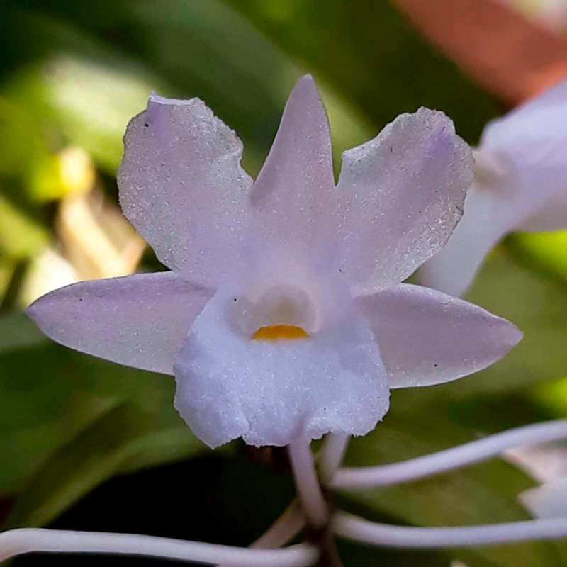 Dendrobium mutabile (Blume) Lindl. 1830