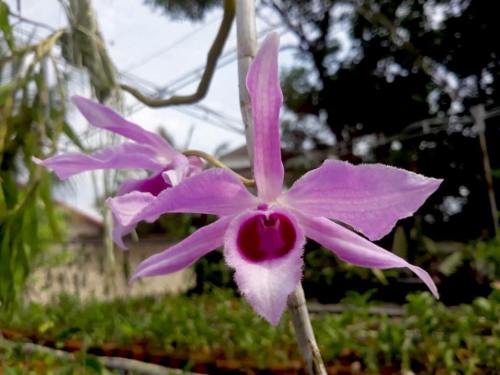 Dendrobium anosmum var. giganteum