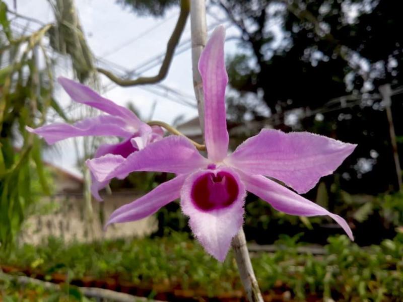Dendrobium anosmum var. giganteum