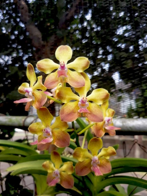 Vanda