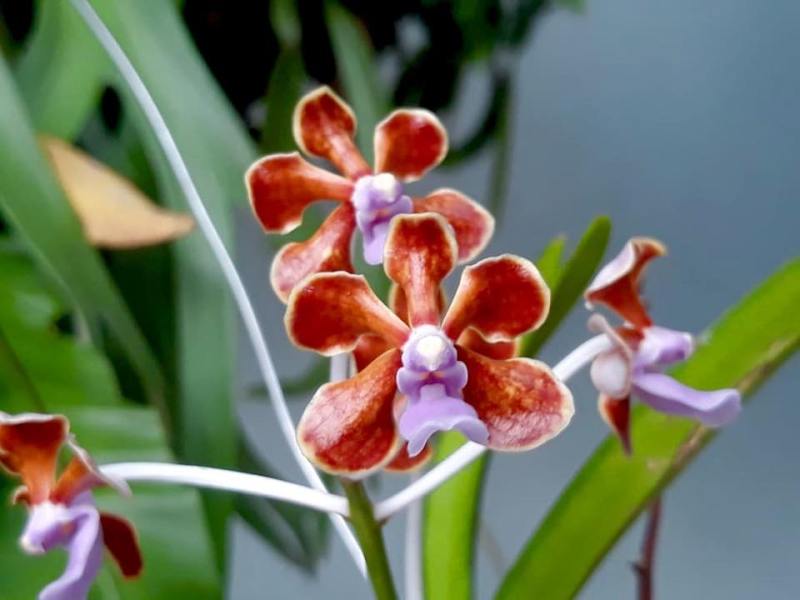 Vanda dari flores (lembata) baunya wangi