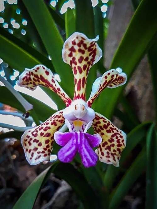 Vanda tricolor
