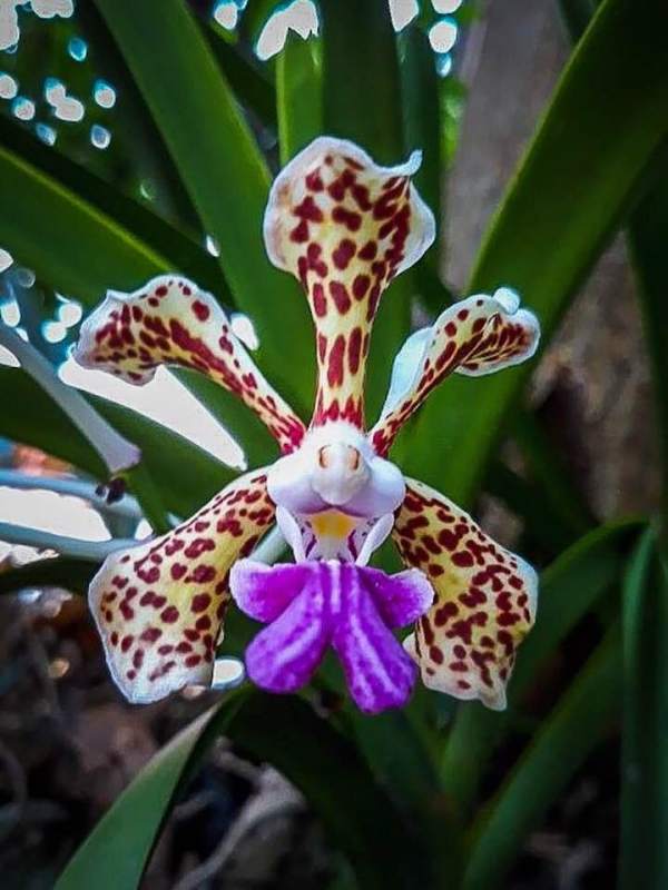 Vanda tricolor