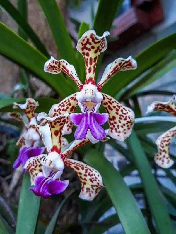 Vanda tricolor