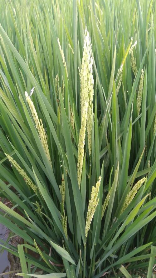 hormon paclobutrazol padi