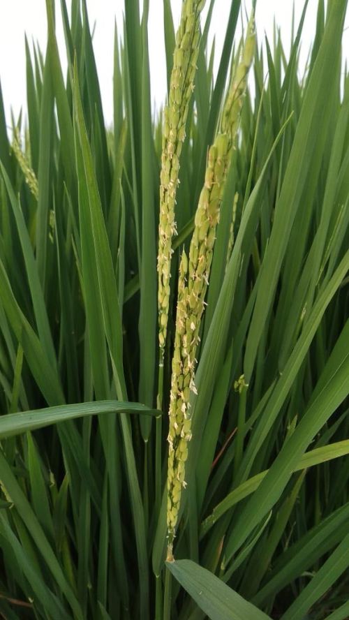 hormon paclobutrazol padi