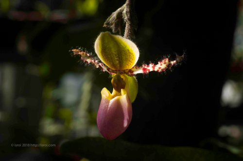 Anggrek kantong spesies asli Indonesia Paphiopedilum dodyanum