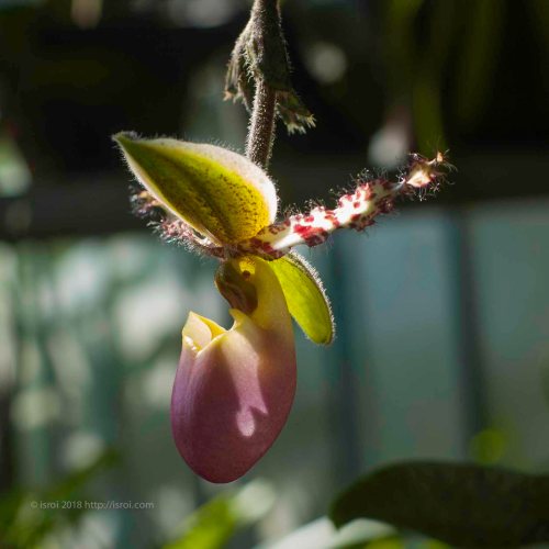 Anggrek kantong spesies asli Indonesia Paphiopedilum dodyanum