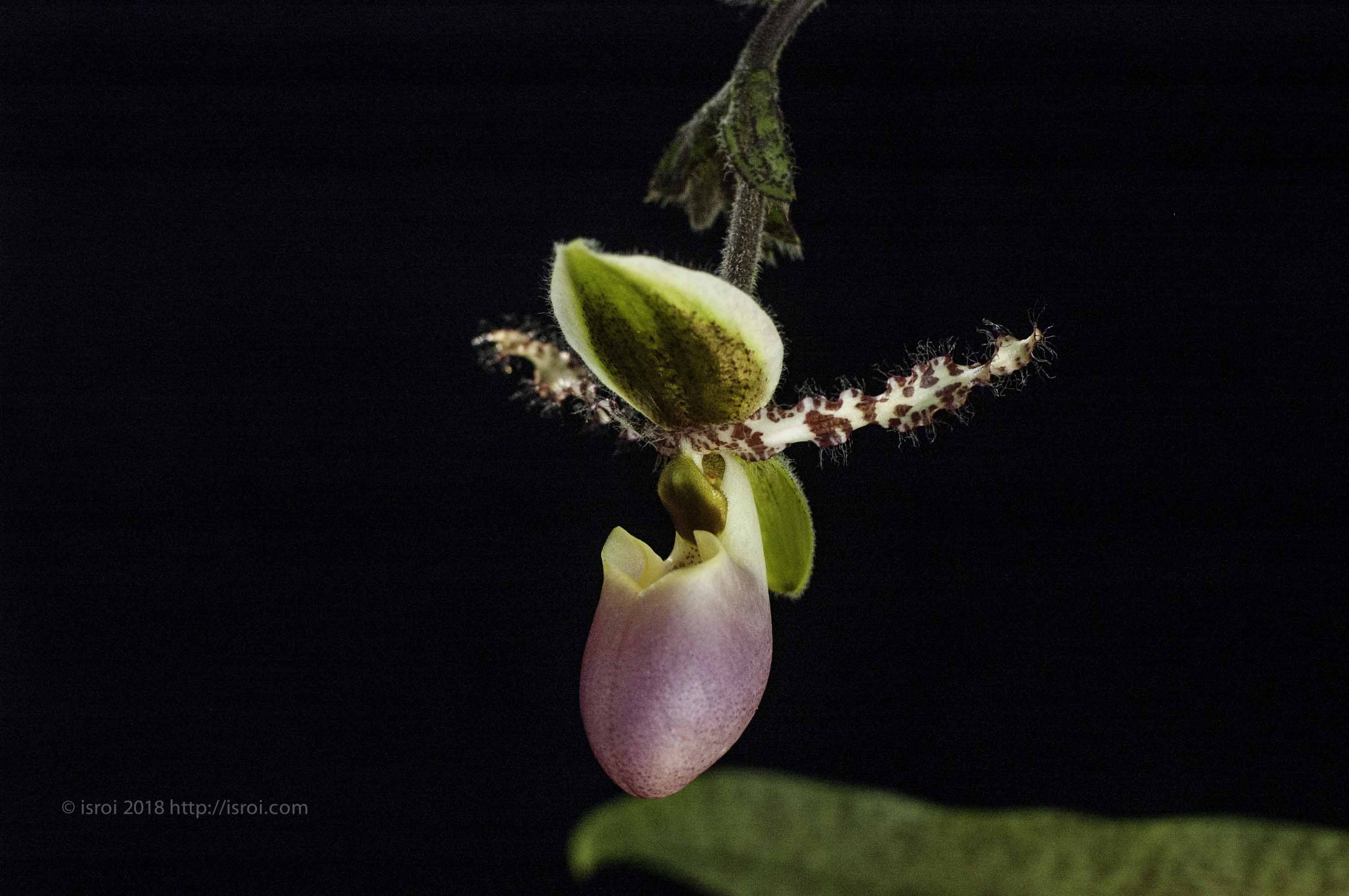 Anggrek kantong spesies asli Indonesia Paphiopedilum dodyanum