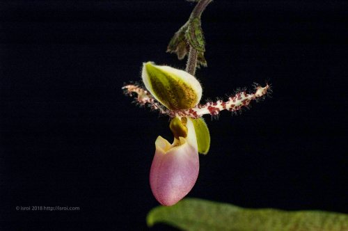 Anggrek kantong spesies asli Indonesia Paphiopedilum dodyanum