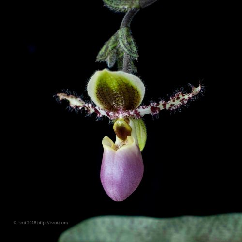 Anggrek kantong spesies asli Indonesia Paphiopedilum dodyanum