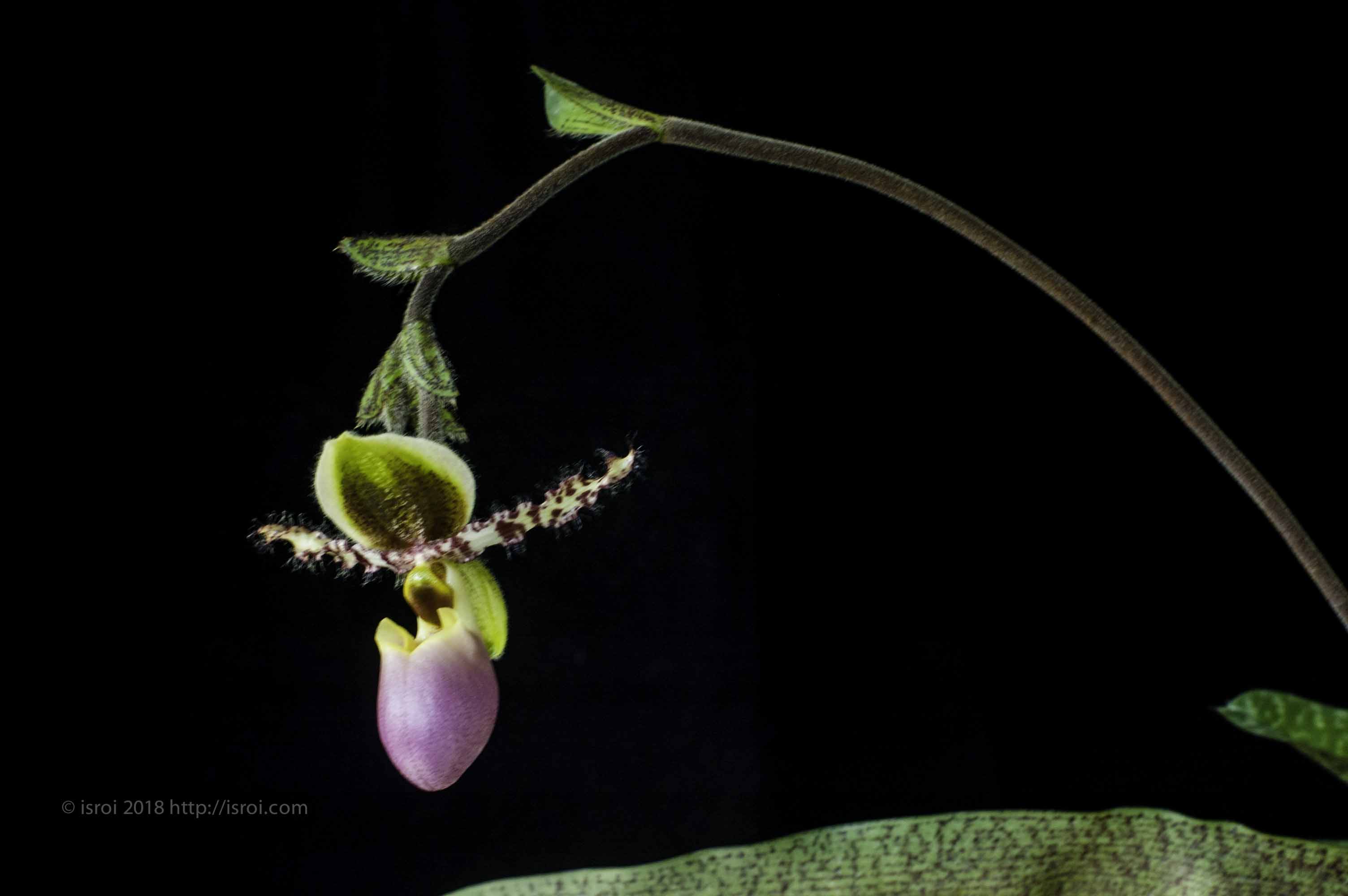 Anggrek kantong spesies asli Indonesia Paphiopedilum dodyanum