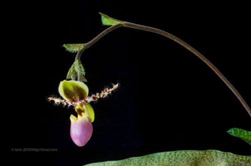 Anggrek kantong spesies asli Indonesia Paphiopedilum dodyanum