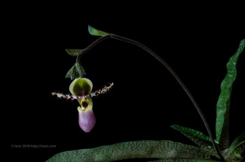 Anggrek kantong spesies asli Indonesia Paphiopedilum dodyanum