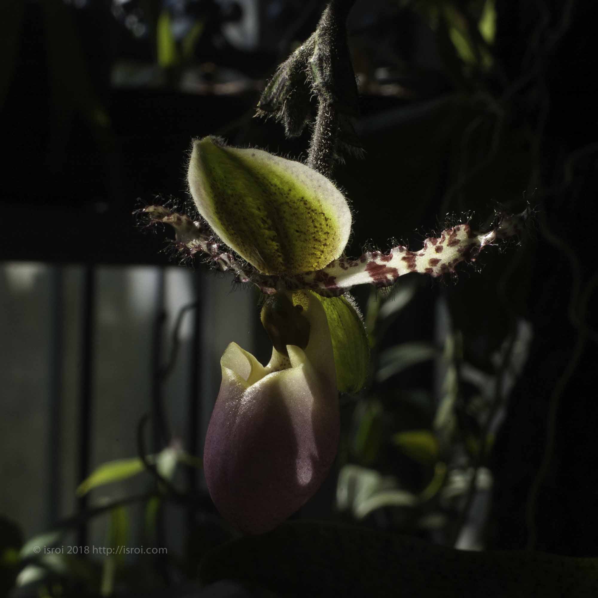 Anggrek kantong spesies asli Indonesia Paphiopedilum dodyanum