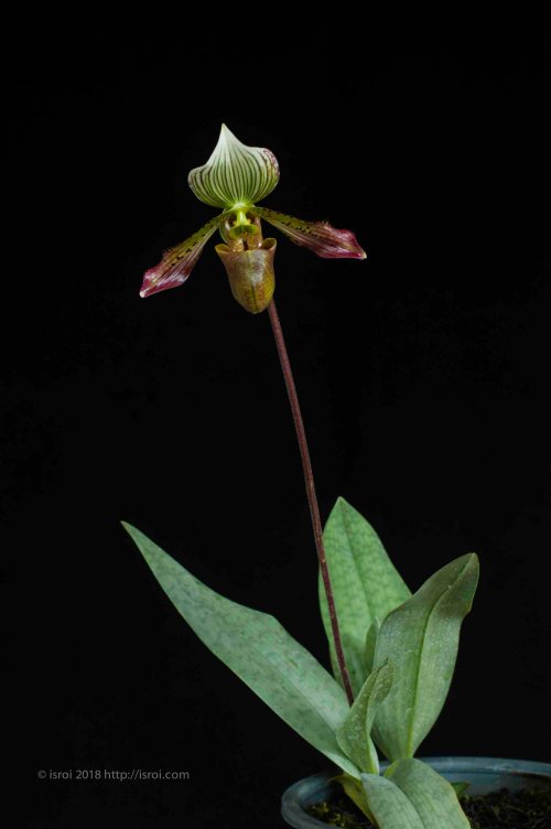 Anggrek kantong spesies Paphiopedilum agusii