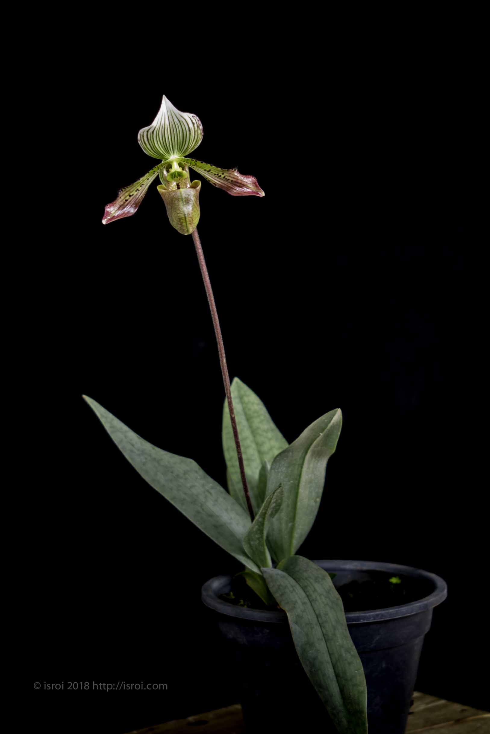 Anggrek kantong spesies Paphiopedilum agusii