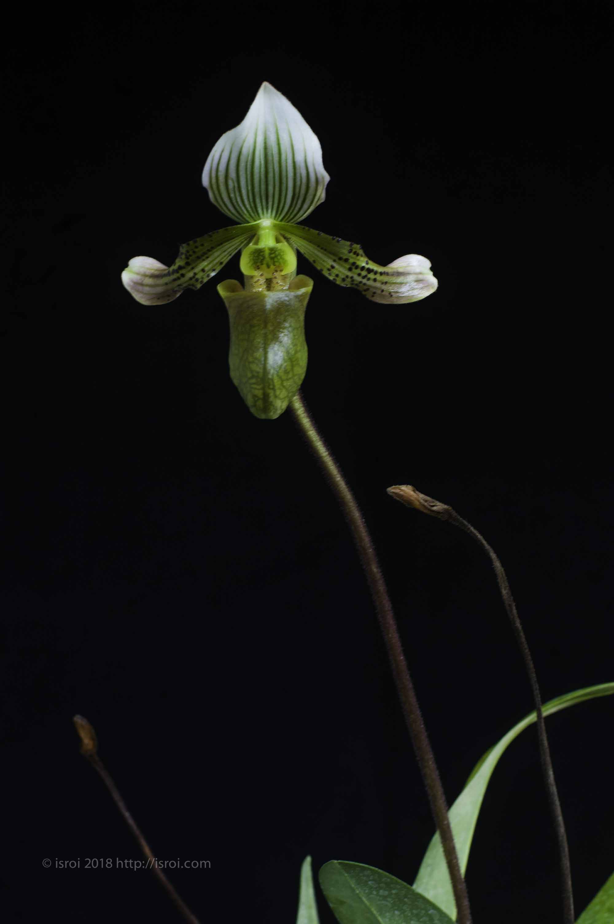 Anggrek kantong spesies Paphiopedilum bacanum