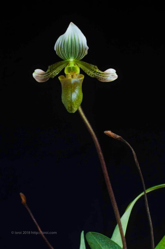 Anggrek kantong spesies Paphiopedilum bacanum
