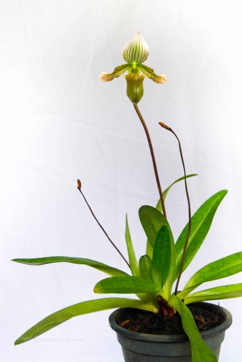 Anggrek kantong spesies Paphiopedilum bacanum