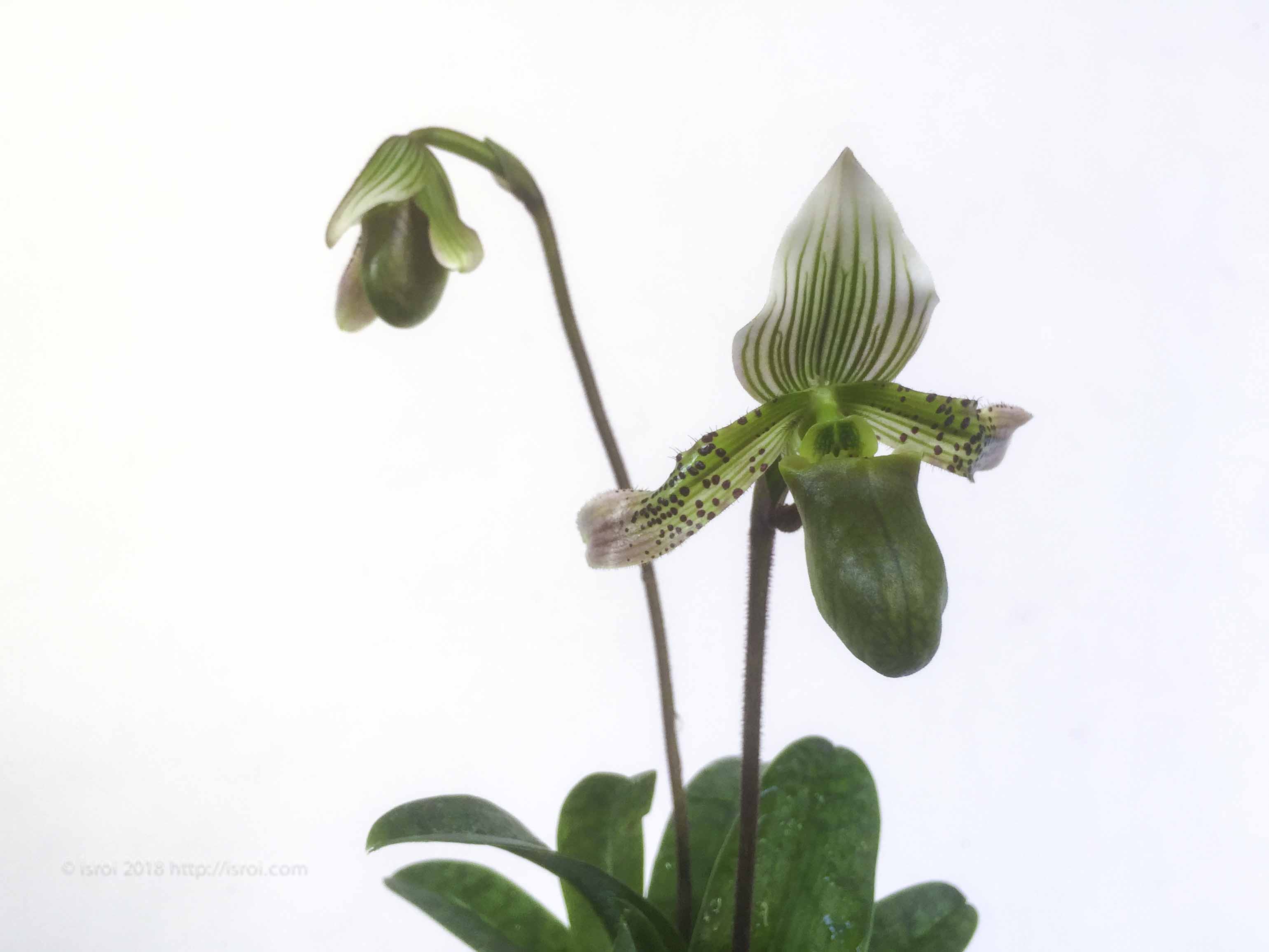 jual Anggrek kantong spesies Paphiopedilum bacanum