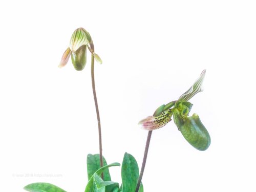 jual Anggrek kantong spesies Paphiopedilum bacanum