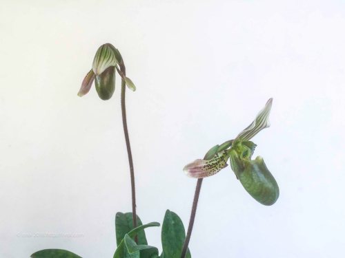 jual Anggrek kantong spesies Paphiopedilum bacanum