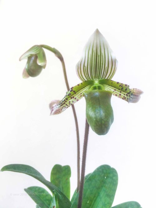 jual Anggrek kantong spesies Paphiopedilum bacanum