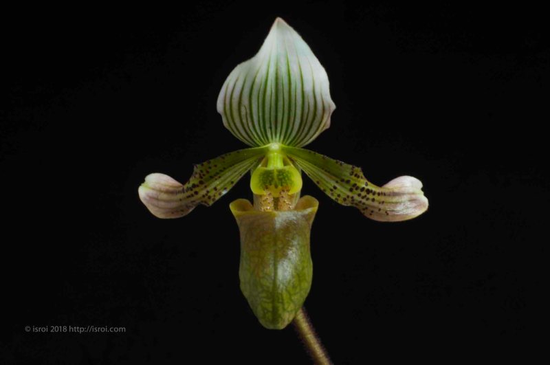 Anggrek kantong spesies Paphiopedilum bacanum
