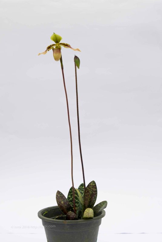 jual Anggrek kantong spesies Paphiopedilum bullenianum