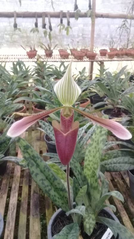 jual Anggrek kantong spesies Paphiopedilum dayanum